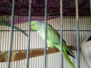 Pakistani parrot