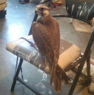 pets for sale Falcon