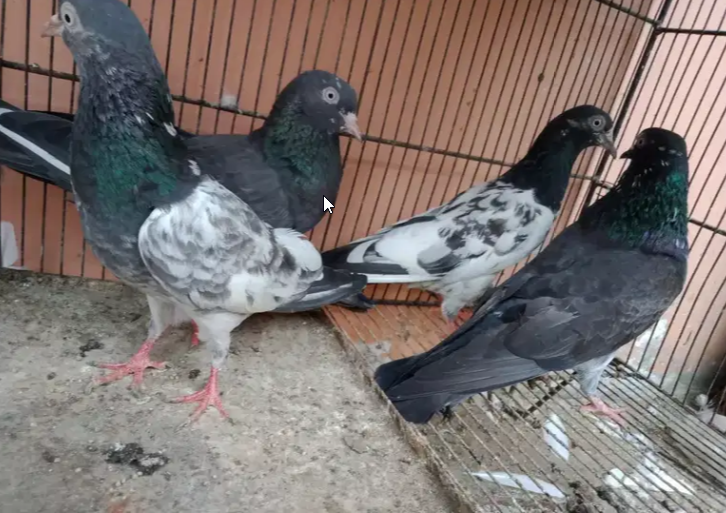 Breeder pigeon