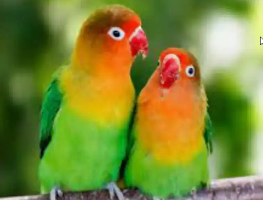 Fisher love bird parrots breeder pairs for sale