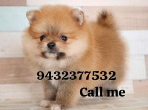 Dogs of home delivery all India ghar par