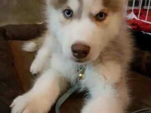Husky puppy available