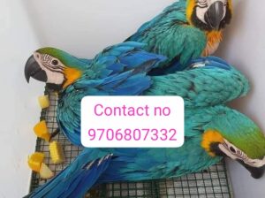 Pets store all India home delivery 9706807332