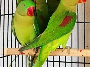 Parrot shop home delivery contact 9435754288