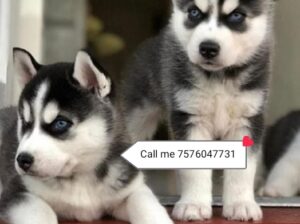 Dogs shop home delivery 7576047731