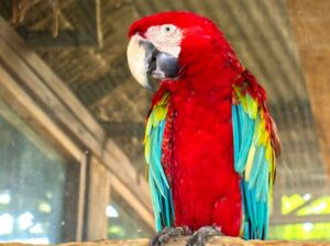 Parrot shop home deliveryAll India9550489376