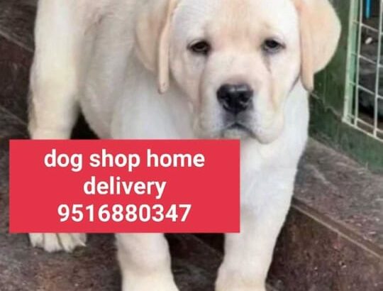 Dog shop home delivery