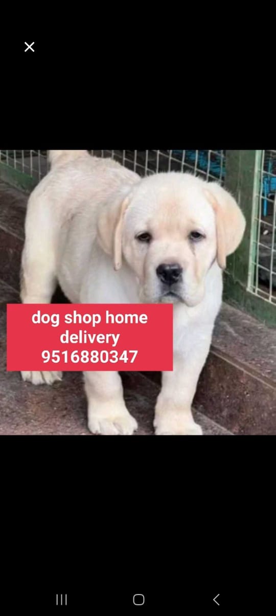 Dog shop home delivery