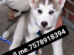 Dog selling home delivery 7578918394