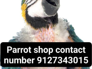 Parrot shop contact number 9127343015