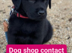 Dog shop contact number 9127343015
