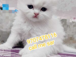 Cats shop home delivery available 9707478116