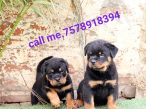 Dog sale all’india delivery home 7578918394