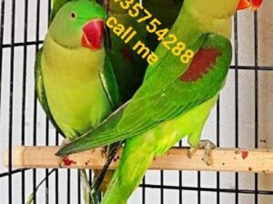 Parrot shop home delivery contact 9435754288