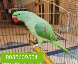 8085609554 all India delivery macaw parrot contact