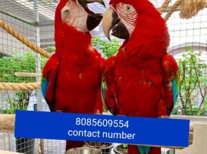 8085609554 macaw parrot all India delivery contact