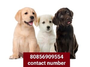 8085609554 dog shop all India delivery