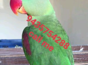 Parrot shop home delivery contact number 943575428