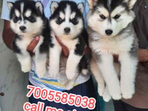 Dog shop home delivery available 9707478116