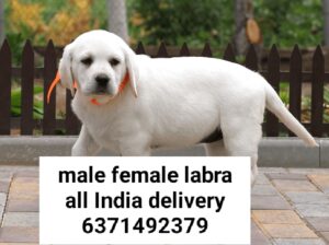 Dog sale all India delivery 🚚 6371492379