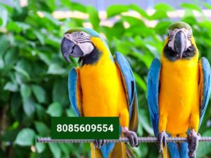8085609554 macaw parrot all India delivery contact