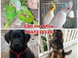 All India home delivery 9647214120 dog sale