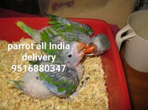 Free home delivery all India 9516880347