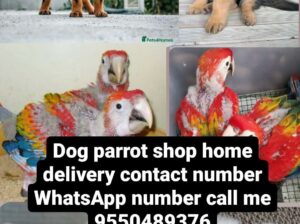 Dog shop home delivery9550489376