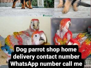 Dog shop home delivery contact number9550489376