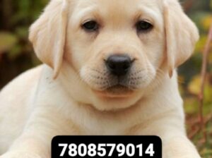 Dogs of home delivery all India ghar par