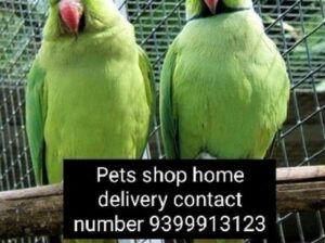 Parrot shop home delivery 9399913123