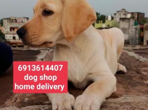 Dog male female all India delivery