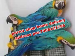 Parrot soap sell home delivery all Indian gar