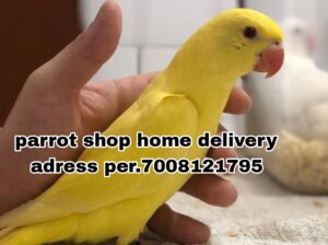 Parrot shop home delivery address par