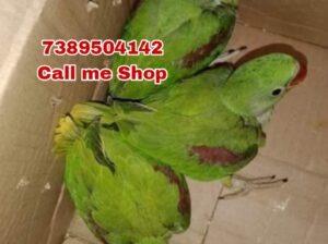 All India Home Delivery pets Shop