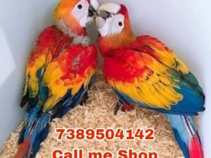 Parrot song on delivery all India