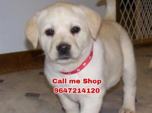 All India home delivery 9647214120 dog sale