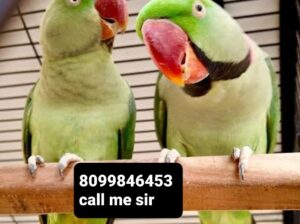 Parrot shop sale all India 8099846453