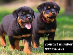 Dogs shop home delivery all India 8099846453