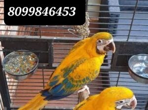 Parrot shop sale all India 8099846453
