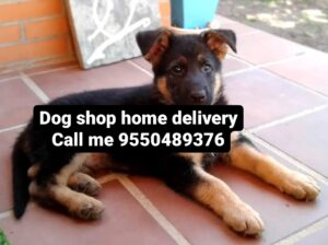 Dogs of home delivery all India ghar par9550489376
