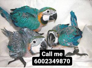 6002349870 parrot 🦜🦜🦜🦜🦜 Sope