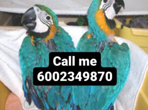 6002349870 parrot 🦜🦜🦜🦜🦜 Sope