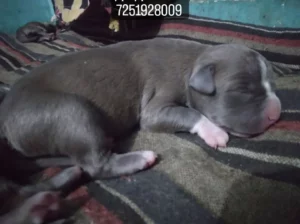 American bully pappy