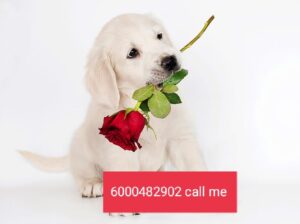 dog sale home delivery all India