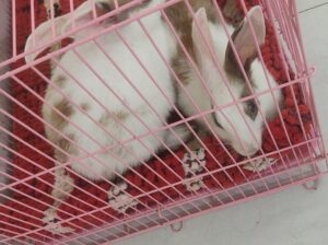 want to sell rabbits