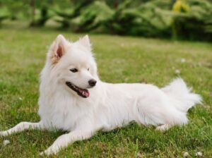pom dog best for breeding or playful for kids