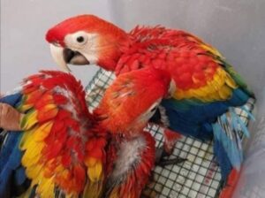 Parrot shop 7578918394 home delivery 🚚