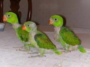 Parrot shop 7578918394 home delivery 🚚