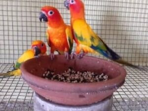 Parrot shop 7578918394 free delivery 🚚